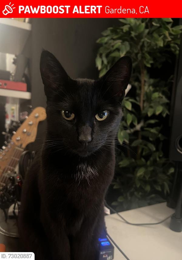 Lost Female Cat last seen W 180th St & S Harvard Blvd , Gardena, CA 90248