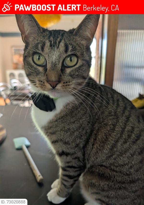 Lost Female Cat last seen Near Stoneface Park, Berkeley, CA 94707