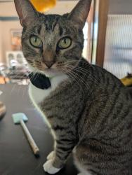 Lost Female Cat last seen Near Stoneface Park, Berkeley, CA 94707