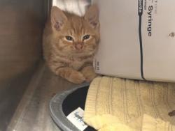 Shelter Stray Male Cat last seen ELMGATE DR & ELLISON DR, Roseville City, CA, 200 Tahoe Ave, Roseville, CA 95678, USA