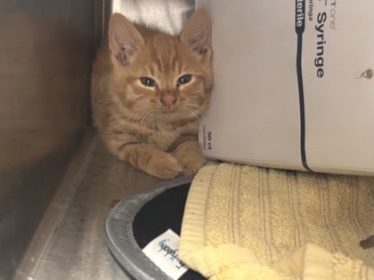 Shelter Stray Male Cat last seen ELMGATE DR & ELLISON DR, Roseville City, CA, 200 Tahoe Ave, Roseville, CA 95678, USA