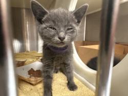 Shelter Stray Female Cat last seen ELMGATE DR & ELLISON DR, Roseville City, CA, 200 Tahoe Ave, Roseville, CA 95678, USA
