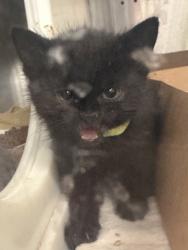 Shelter Stray Female Cat last seen ELMGATE DR & ELLISON DR, Roseville City, CA, 200 Tahoe Ave, Roseville, CA 95678, USA