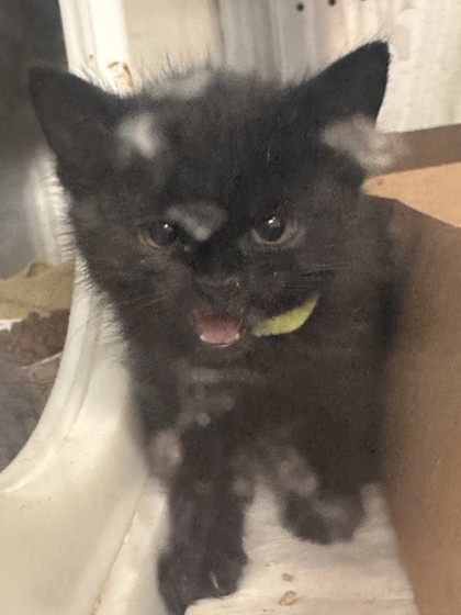 Shelter Stray Female Cat last seen ELMGATE DR & ELLISON DR, Roseville City, CA, 200 Tahoe Ave, Roseville, CA 95678, USA