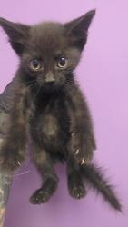 Shelter Stray Female Cat last seen Near maricela, CITY of El Paso, TX, 5001 Fred Wilson Ave, El Paso, TX 79906, USA