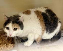Shelter Stray Female Cat last seen Near Dunwoody Crossing, Apt 5, Atlanta, 30038, 30038, GA, 3280 Chamblee Dunwoody Rd, Chamblee, GA 30341, USA