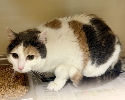 Shelter Stray Female Cat last seen Near Dunwoody Crossing, Apt 5, Atlanta, 30038, 30038, GA, 3280 Chamblee Dunwoody Rd, Chamblee, GA 30341, USA