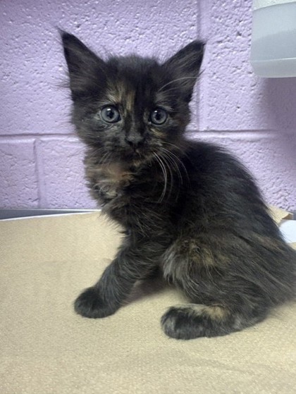Shelter Stray Female Cat last seen Near FRANCIS SCOBEE DR., CITY of El Paso, TX, 5001 Fred Wilson Ave, El Paso, TX 79906, USA