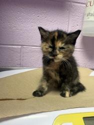Shelter Stray Female Cat last seen Near FRANCIS SCOBEE DR., CITY of El Paso, TX, 5001 Fred Wilson Ave, El Paso, TX 79906, USA