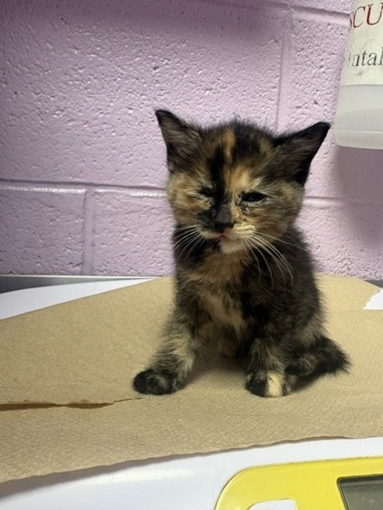 Shelter Stray Female Cat last seen Near FRANCIS SCOBEE DR., CITY of El Paso, TX, 5001 Fred Wilson Ave, El Paso, TX 79906, USA