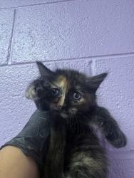Shelter Stray Female Cat last seen Near FRANCIS SCOBEE DR., CITY of El Paso, TX, 5001 Fred Wilson Ave, El Paso, TX 79906, USA