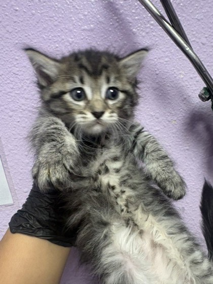 Shelter Stray Male Cat last seen Near FRANCIS SCOBEE DR., CITY of El Paso, TX, 5001 Fred Wilson Ave, El Paso, TX 79906, USA