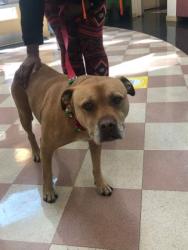 Shelter Stray Male Dog last seen , , CA, 1101 29th Ave, Oakland, CA 94601, USA