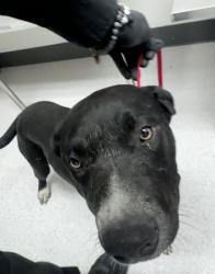 Shelter Stray Male Dog last seen Cary & Edes Ave, Oakland, CA, 1101 29th Ave, Oakland, CA 94601, USA