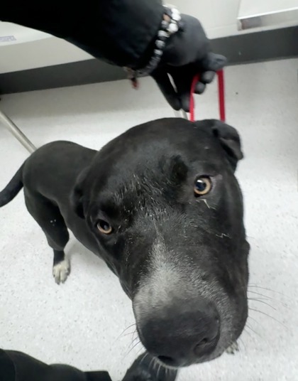 Shelter Stray Male Dog last seen Cary & Edes Ave, Oakland, CA, 1101 29th Ave, Oakland, CA 94601, USA