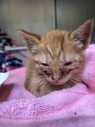 Shelter Stray Male Cat last seen Near 65th Ave, Oakland, CA, 1101 29th Ave, Oakland, CA 94601, USA