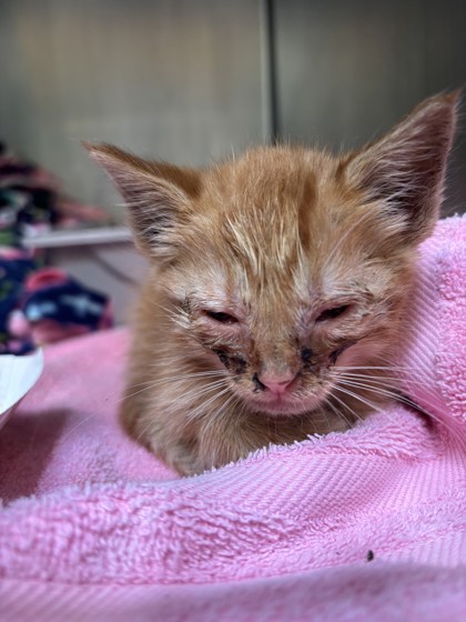 Shelter Stray Male Cat last seen Near 65th Ave, Oakland, CA, 1101 29th Ave, Oakland, CA 94601, USA