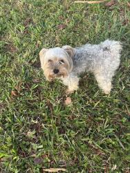 Lost Male Dog last seen North Lauderdale Bailey area, Fort Lauderdale, FL 33308