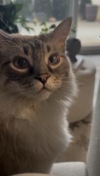 Reunited Male Cat last seen Near Monte Vista Ave, Costa Mesa, CA 92627, USA, Costa Mesa, CA 92627