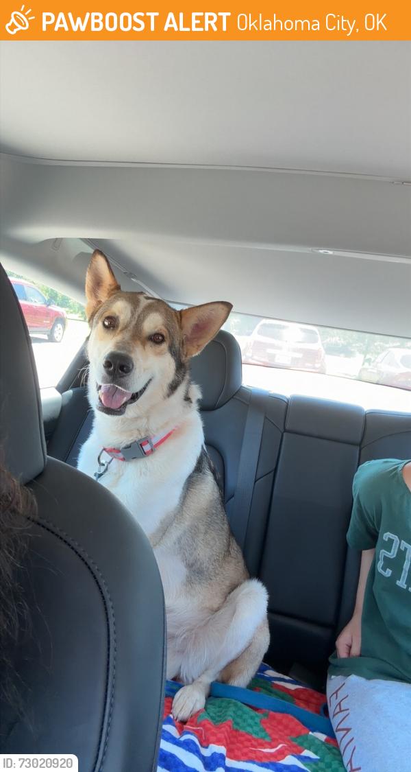 Found/Stray Male Dog last seen hefner and air depot, Oklahoma City, OK 73151