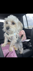Reunited Male Dog last seen Heyer Ave and cull canyon road, Castro Valley, CA 94552
