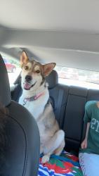 Found/Stray Male Dog last seen hefner and air depot, Oklahoma City, OK 73151