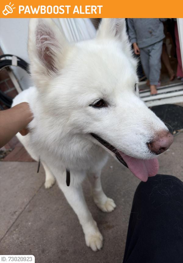 Found/Stray Male Dog last seen shadow wood, Rancho Palos Verdes, CA 90275
