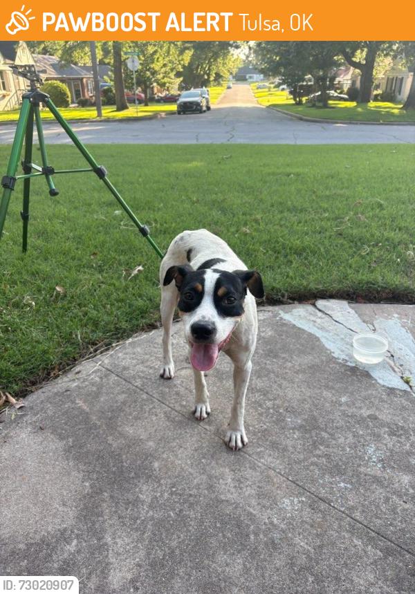 Found/Stray Male Dog last seen Near TU, Tulsa, OK 74104