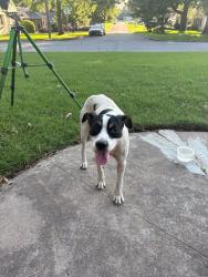 Found/Stray Male Dog last seen Near TU, Tulsa, OK 74104