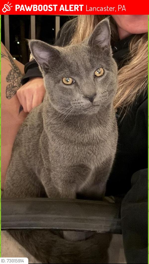 Lost Male Cat last seen Conestoga Landing neighborhood, Lancaster, PA 17602