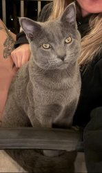 Lost Male Cat last seen Conestoga Landing neighborhood, Lancaster, PA 17602