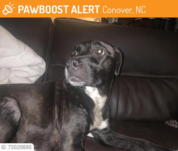Found/Stray Female Dog last seen Found Conover, nc under i40 overpass, Conover, NC 28613