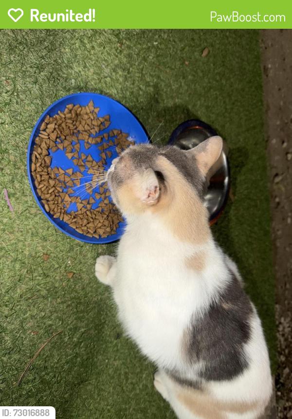 Reunited Female Cat last seen Laurel Pines apmt Complex, Laurel, MD 20708