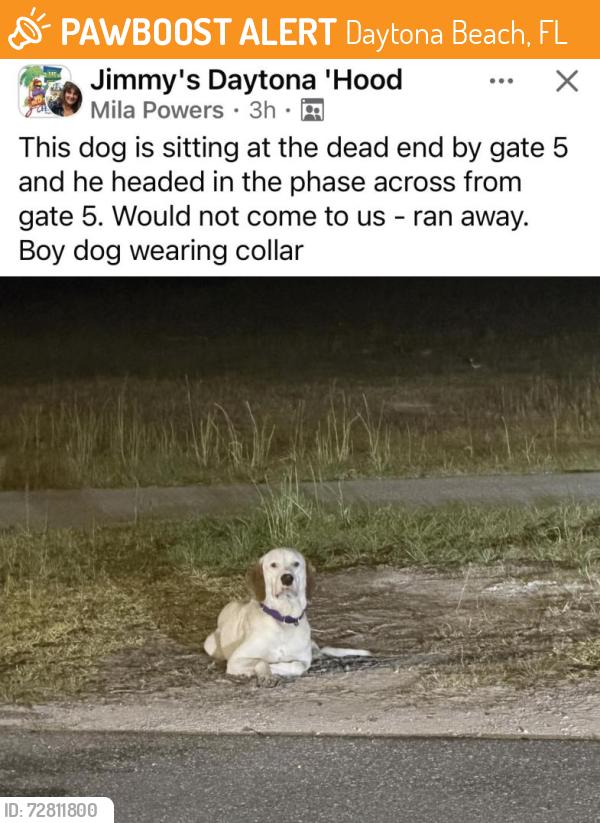 Found/Stray Male Dog last seen Ormond Beach near Grenada and Nova, Daytona Beach, FL 32124