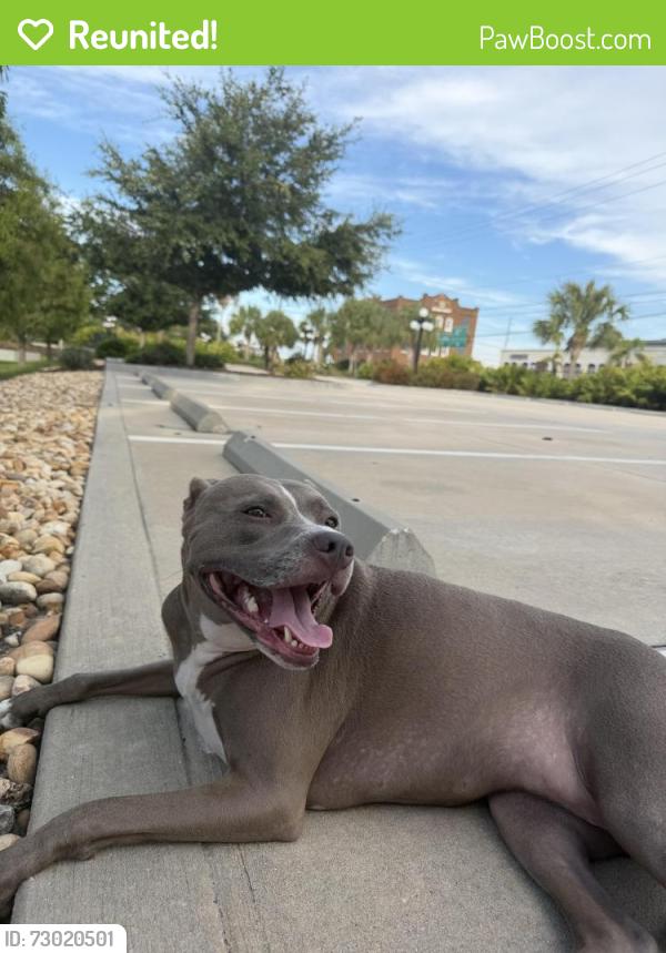 Reunited Female Dog last seen 17th st, Tampa, FL 33605
