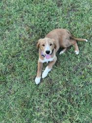Found/Stray Unknown Dog last seen Bent tree ests , Burleson, TX 76028