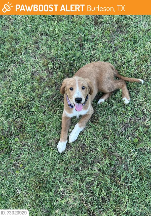 Found/Stray Unknown Dog last seen Bent tree ests , Burleson, TX 76028