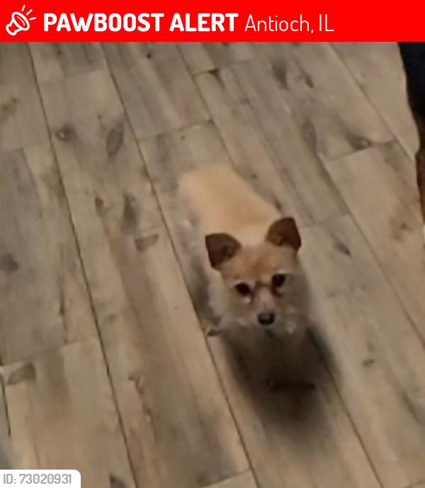 Lost Female Dog last seen Timber ln, Antioch, IL 60002