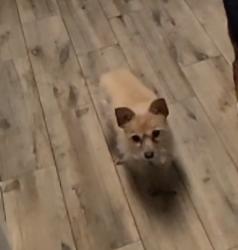 Lost Female Dog last seen Timber ln, Antioch, IL 60002