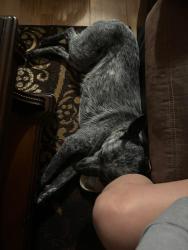 Lost Female Dog last seen Round Top Rd, Cheyenne, WY 82003