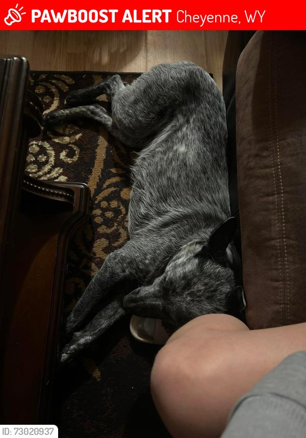 Lost Female Dog last seen Round Top Rd, Cheyenne, WY 82003