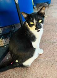 Found/Stray Male Cat last seen Jones/95, Las Vegas, NV 89107