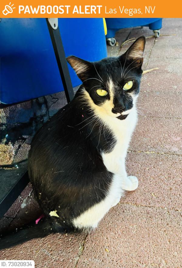 Found/Stray Male Cat last seen Jones/95, Las Vegas, NV 89107