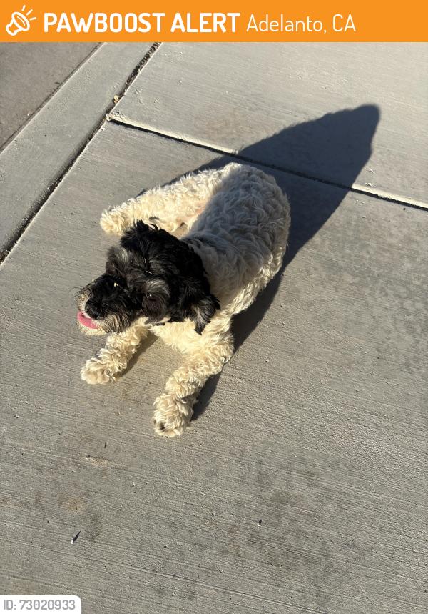 Found/Stray Unknown Dog last seen Seneca road, Adelanto, CA 92301