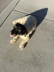 Found/Stray Unknown Dog last seen Seneca road, Adelanto, CA 92301