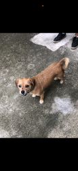 Found/Stray Male Dog last seen Peachtree apmts , Corpus Christi, TX 78410