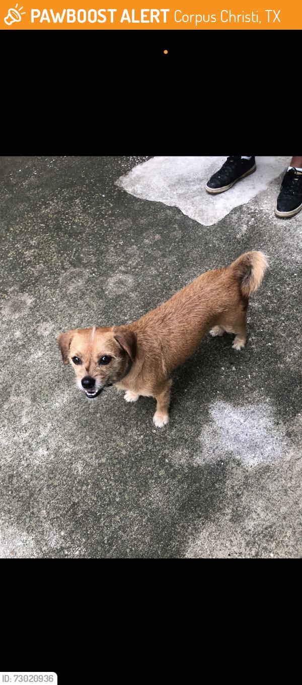 Found/Stray Male Dog last seen Peachtree apmts , Corpus Christi, TX 78410