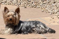 Lost Male Dog last seen Scottsdale & Westland, Scottsdale, AZ 85266