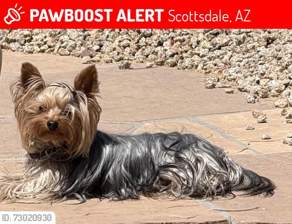 Lost Male Dog last seen Scottsdale & Westland, Scottsdale, AZ 85266