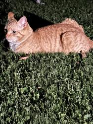 Lost Male Cat last seen DeeMar allotment, Perry Township, OH 44662
